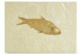 Detailed Fossil Fish (Knightia) - Wyoming #363790-1